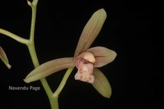 Cymbidium ensifolium var. haematodes